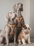 Golden hour harness & collar