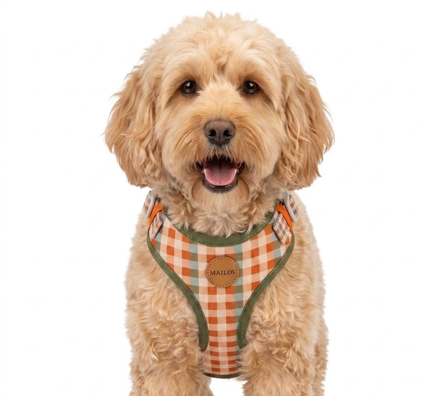 Golden hour harness & collar