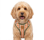 Golden hour harness & collar