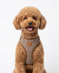oxford plaid harness & collar