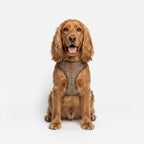 oxford plaid harness & collar
