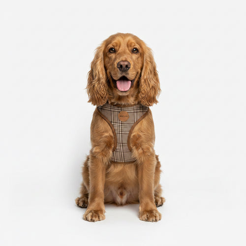 oxford plaid harness & collar